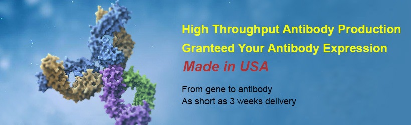 High throughput antibody