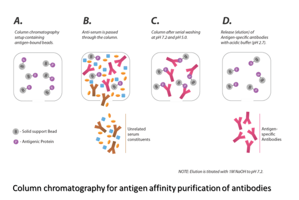 Antibody Purification Echo Biosolution