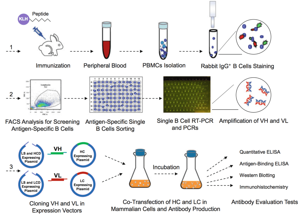 Single B Cell Cloning And Production Of Rabbit Monoclonal Antibodies ...