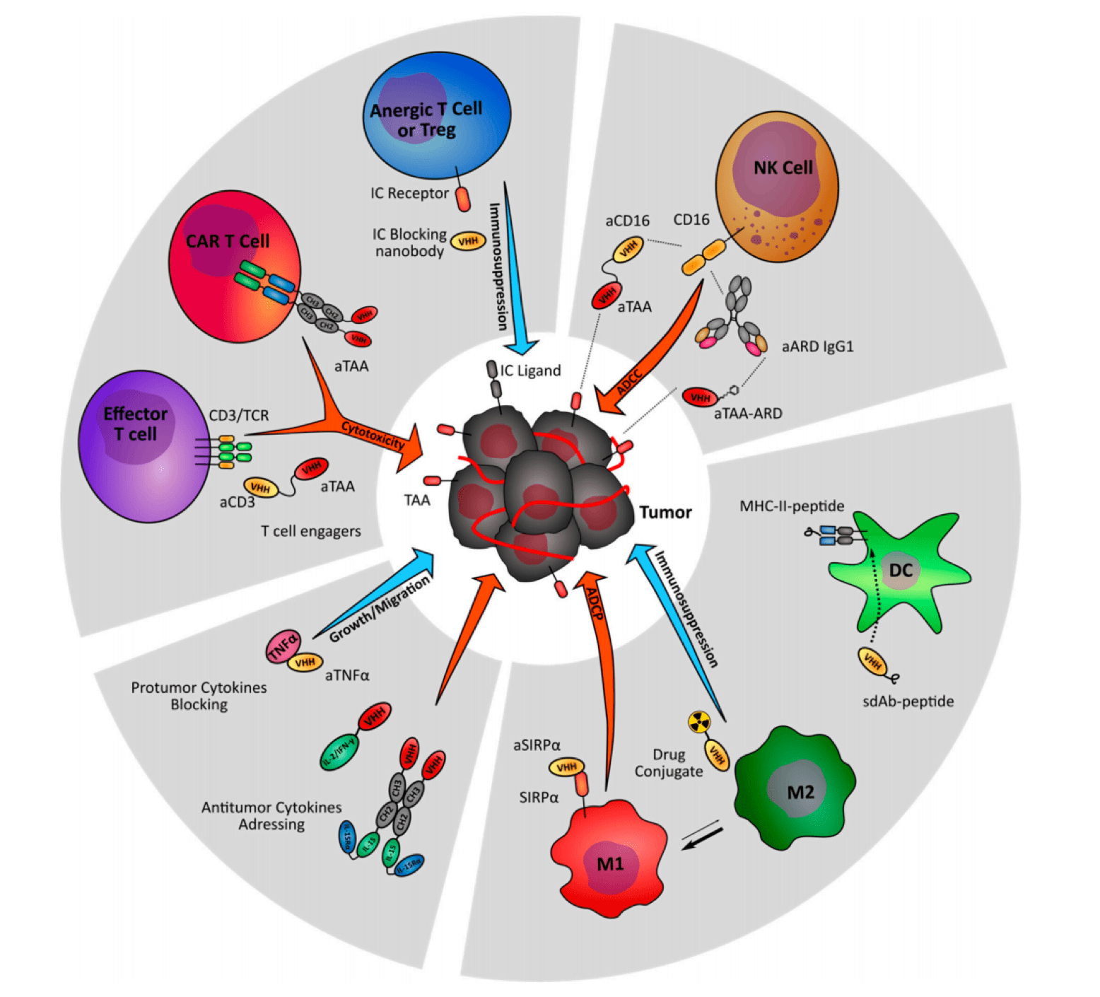 Nanobody Engineering And Strategies Targeting The Immune Stroma Of ...